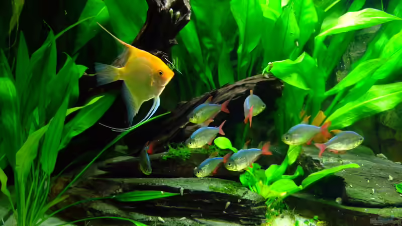 Besatz im Aquarium Südamerika mit Hyphessobrycon columbianus von Kuller (8)