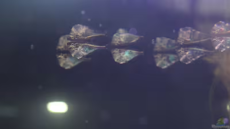 Besatz im Aquarium Südamerika mit Kompromissen -) von Wabi (19)