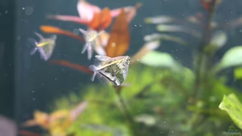 Besatz im Aquarium Südamerika mit Kompromissen -) von Wabi (21)