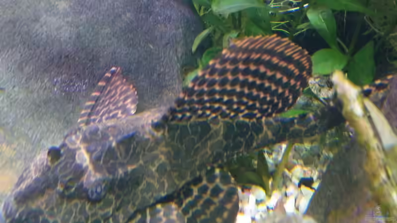 Besatz im Aquarium Südamerika mit Kompromissen -) von Wabi (25)