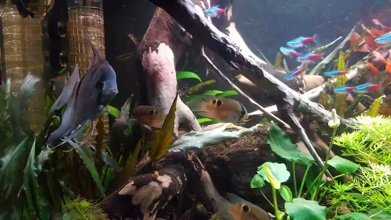 Besatz im Aquarium Südamerika Oase -aufgelöst. Nur noch als Beispiel von Mel (41)