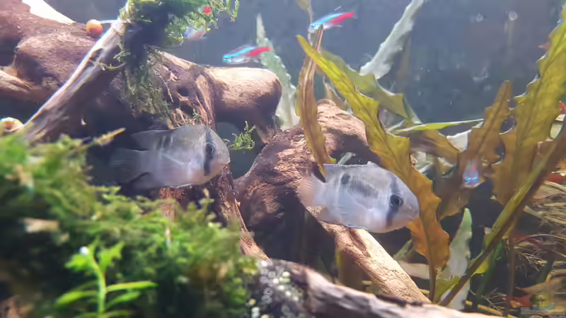 Besatz im Aquarium Südamerika Oase -aufgelöst. Nur noch als Beispiel von Mel (48)