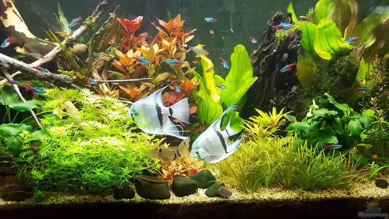 Besatz im Aquarium Südamerika Oase -aufgelöst. Nur noch als Beispiel von Mel (49)