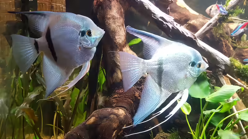Besatz im Aquarium Südamerika Oase -aufgelöst. Nur noch als Beispiel von Mel (52)