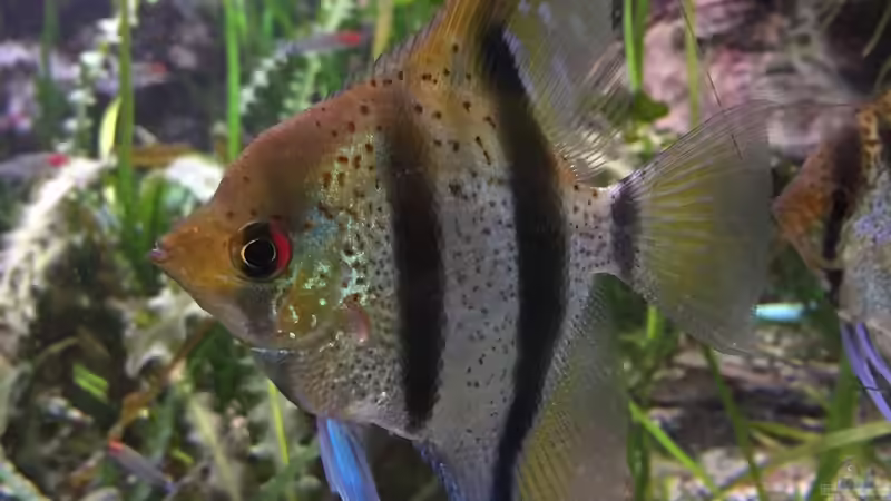 Besatz im Aquarium Südamerika Paradies von GG (13)