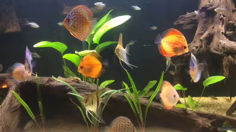 Besatz im Aquarium Südamerika Paradies von GG (14)