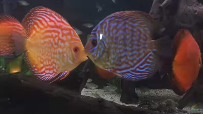 Besatz im Aquarium Südamerika Paradies von GG (15)