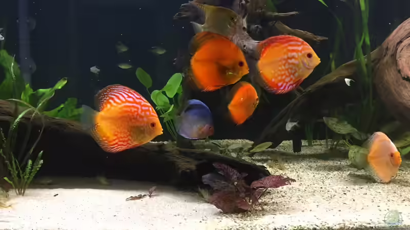 Besatz im Aquarium Südamerika Paradies von GG (16)