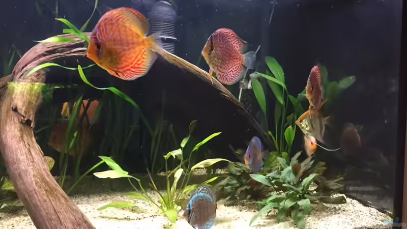 Besatz im Aquarium Südamerika Paradies von GG (17)