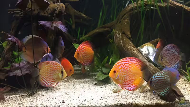 Besatz im Aquarium Südamerika Paradies von GG (18)