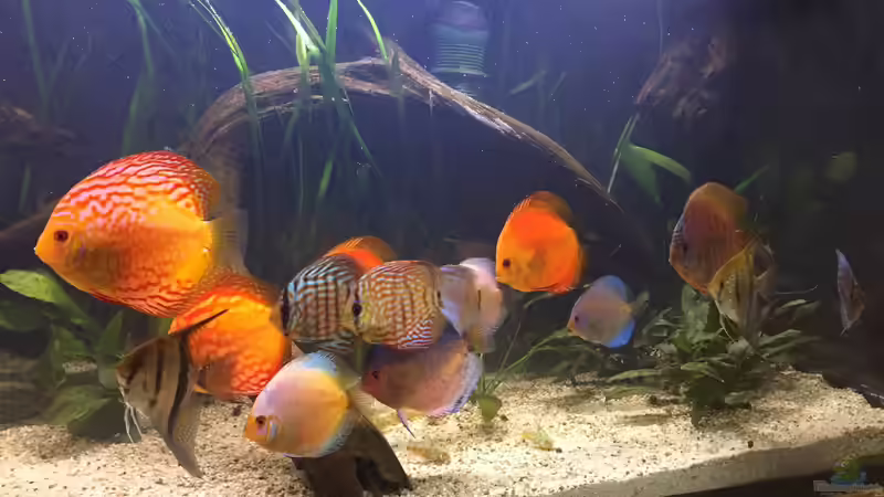 Besatz im Aquarium Südamerika Paradies von GG (19)