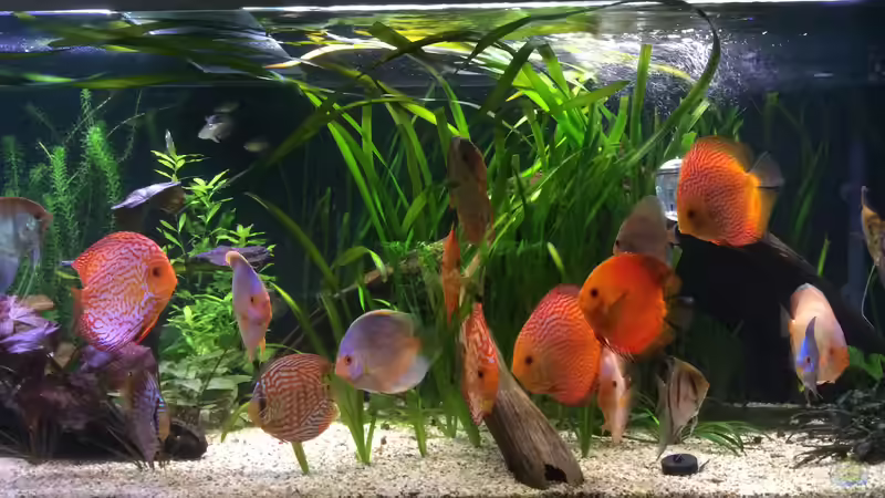 Besatz im Aquarium Südamerika Paradies von GG (20)