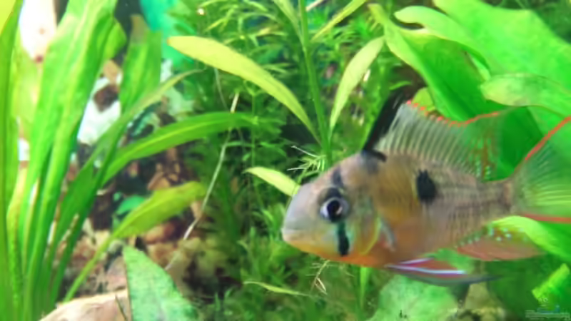 Besatz im Aquarium Südamerika Rechteck Becken von Nancy Ettlich (8)