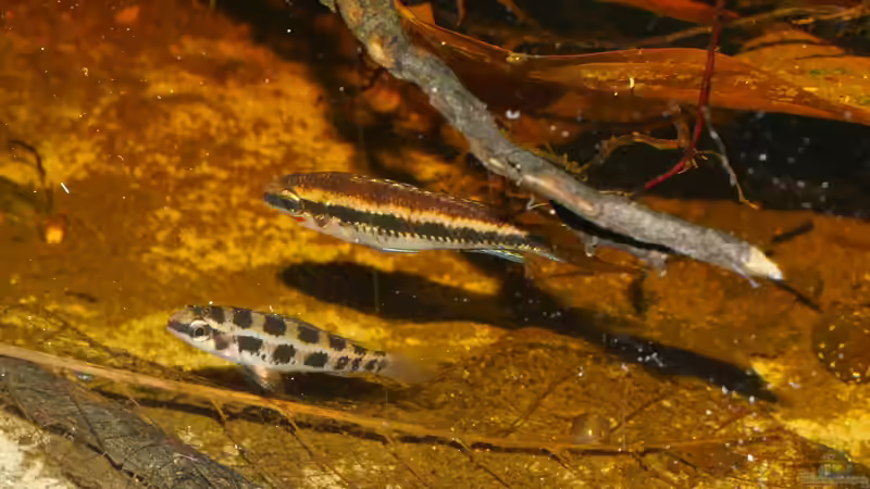Besatz im Aquarium Südamerika Schwarzwasserbiotop von Goldfisch (22)