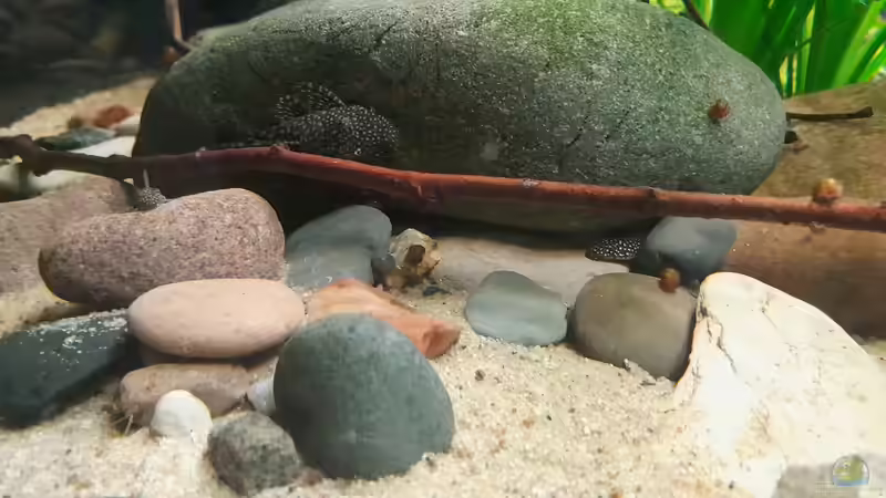 Besatz im Aquarium Südamerika-Suppe von Markus J. (26)