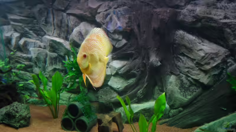 Besatz im Aquarium Südamerika Traum von Discus (14)