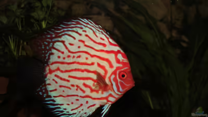 Besatz im Aquarium Südamerika Traum von Discus (16)