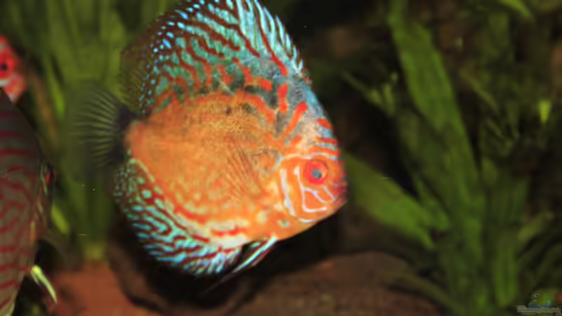 Besatz im Aquarium Südamerika Traum von Discus (17)