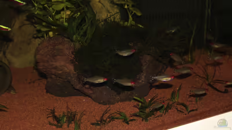 Besatz im Aquarium Südamerika Traum von Discus (18)