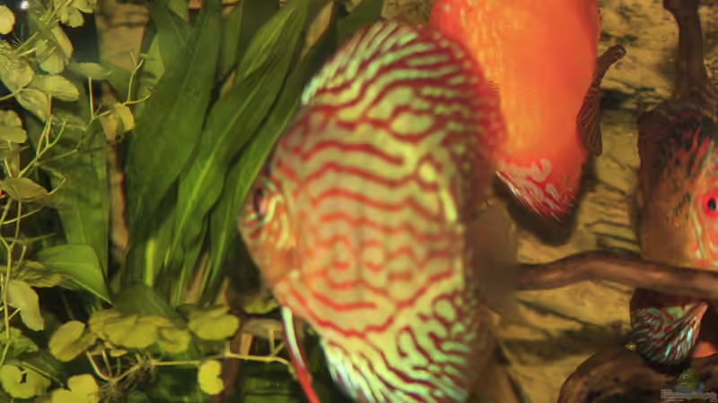Besatz im Aquarium Südamerika Traum von Discus (19)