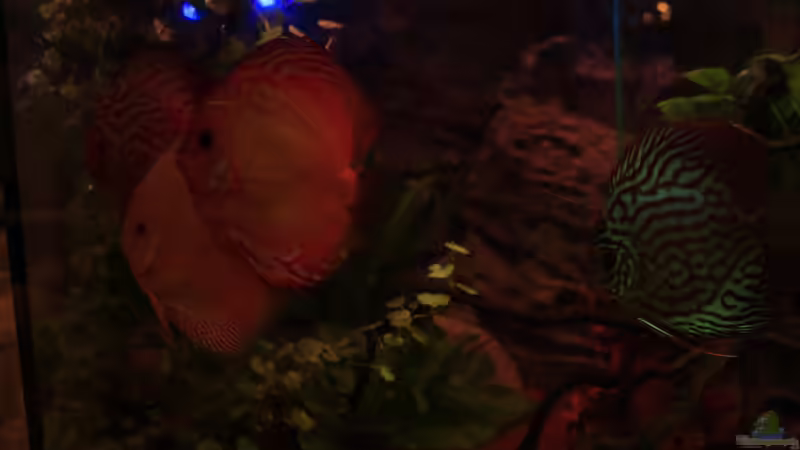 Besatz im Aquarium Südamerika Traum von Discus (20)