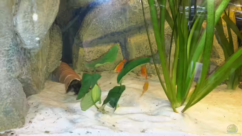 Besatz im Aquarium Südamerika von brokhauser (42)