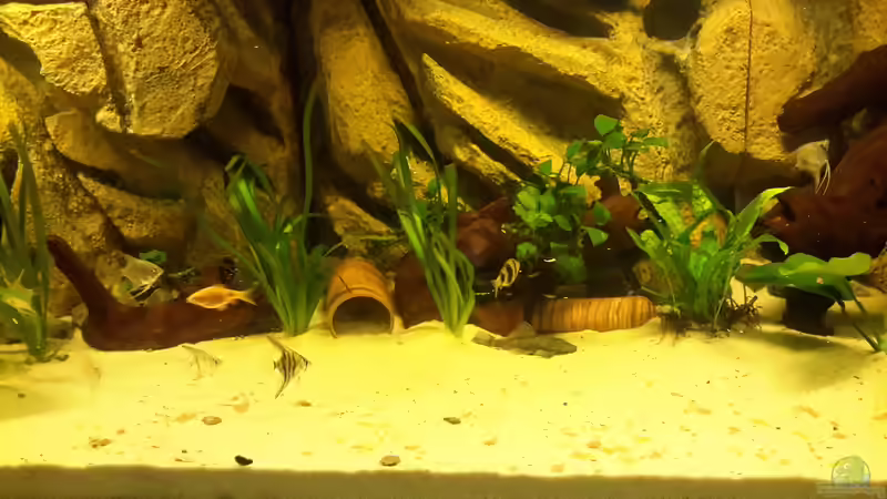 Besatz im Aquarium Südamerika von brokhauser (44)