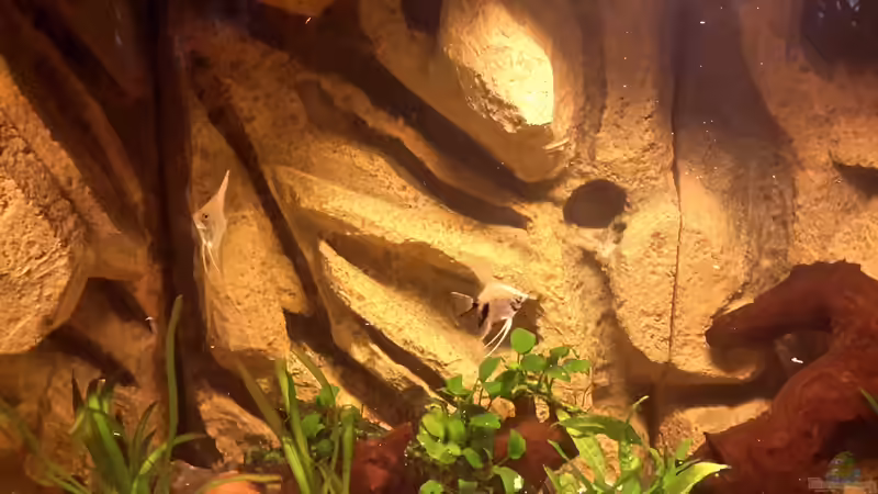 Besatz im Aquarium Südamerika von brokhauser (46)