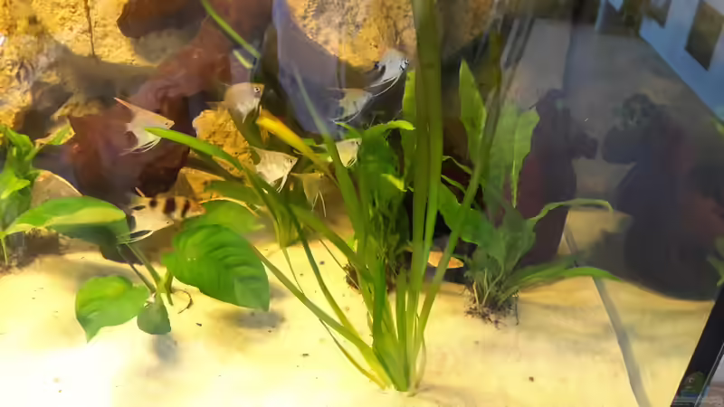 Besatz im Aquarium Südamerika von brokhauser (47)