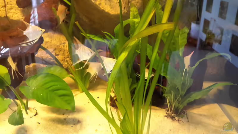 Besatz im Aquarium Südamerika von brokhauser (48)