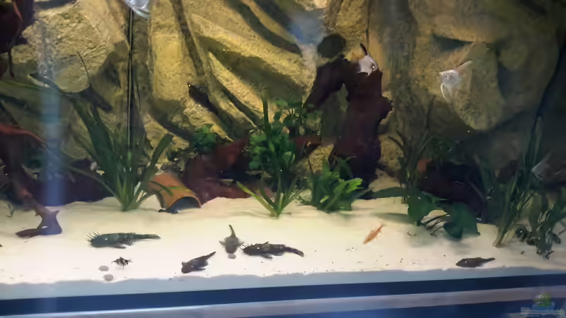 Besatz im Aquarium Südamerika von brokhauser (50)