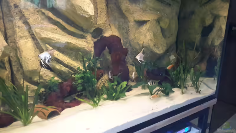 Besatz im Aquarium Südamerika von brokhauser (51)