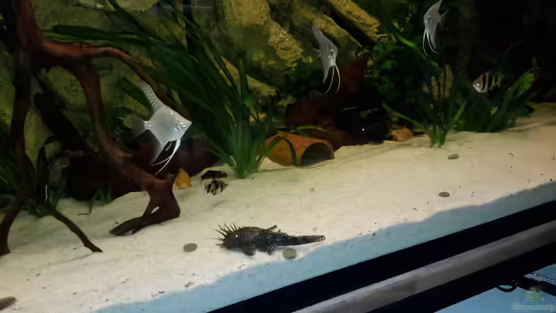 Besatz im Aquarium Südamerika von brokhauser (52)