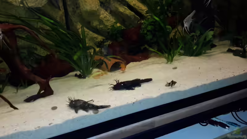 Besatz im Aquarium Südamerika von brokhauser (53)