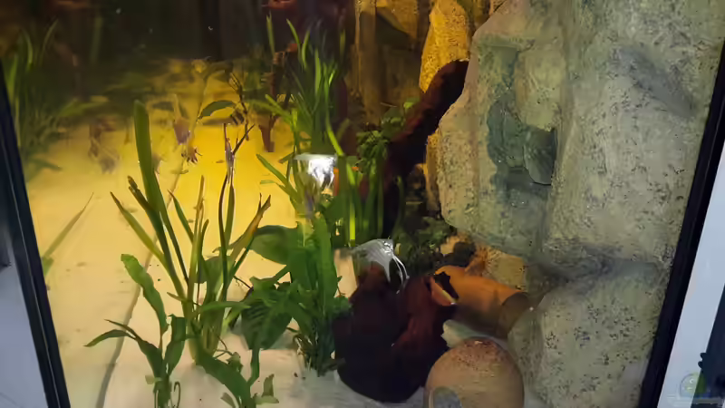 Besatz im Aquarium Südamerika von brokhauser (54)