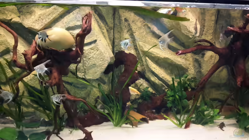 Besatz im Aquarium Südamerika von brokhauser (56)