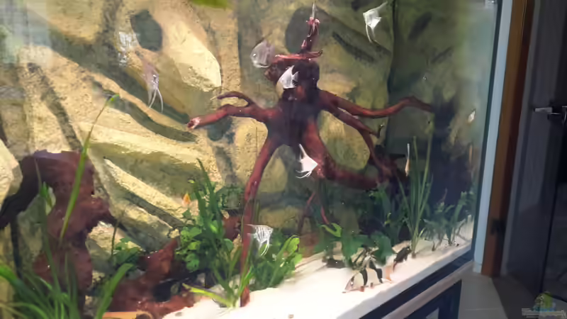 Besatz im Aquarium Südamerika von brokhauser (57)