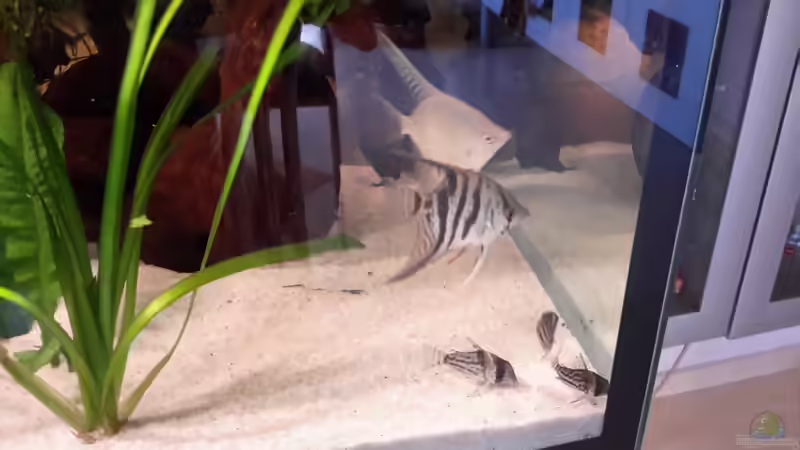 Besatz im Aquarium Südamerika von brokhauser (58)