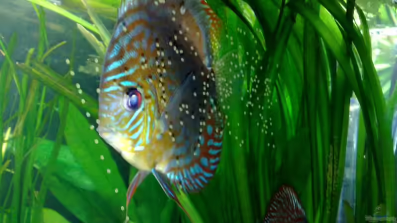 Besatz im Aquarium Südamerika von Chris_R. (10)