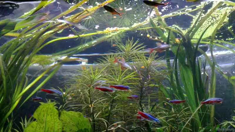 Besatz im Aquarium Südamerika von Chris_R. (11)