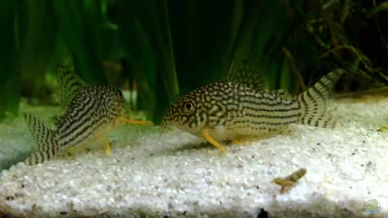 Besatz im Aquarium Südamerika von Chris_R. (12)