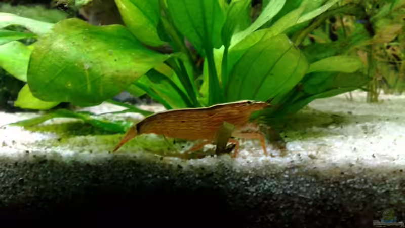 Besatz im Aquarium Südamerika von Chris_R. (13)