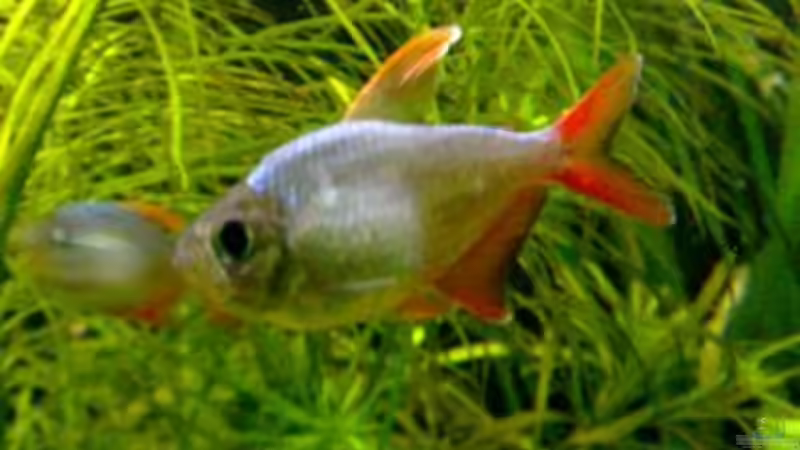 Besatz im Aquarium Südamerika von Chris_R. (14)