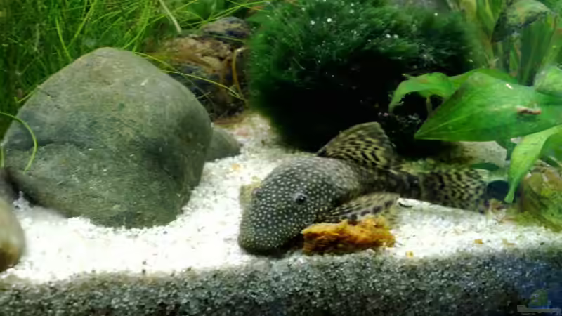 Besatz im Aquarium Südamerika von Chris_R. (15)