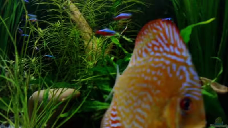 Besatz im Aquarium Südamerika von Chris_R. (9)