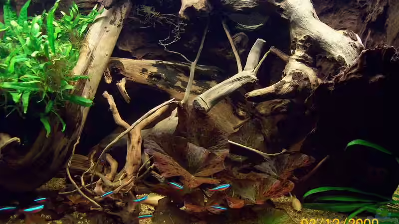 Besatz im Aquarium Südamerika von Heiko Bischof (18)