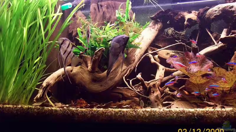 Besatz im Aquarium Südamerika von Heiko Bischof (20)