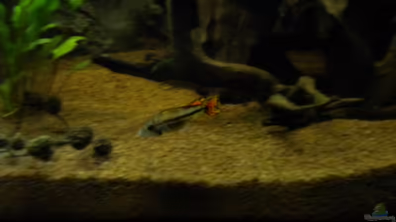 Besatz im Aquarium Südamerika von Herki (34)