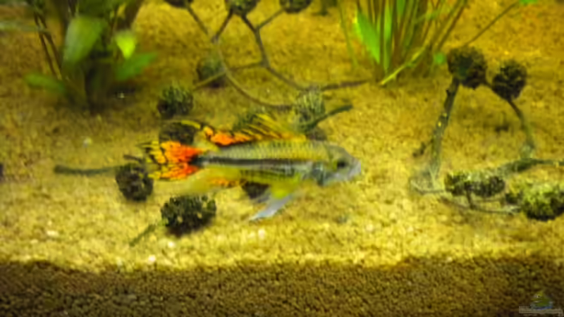 Besatz im Aquarium Südamerika von Herki (35)