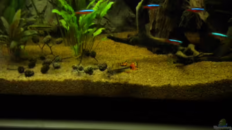 Besatz im Aquarium Südamerika von Herki (37)